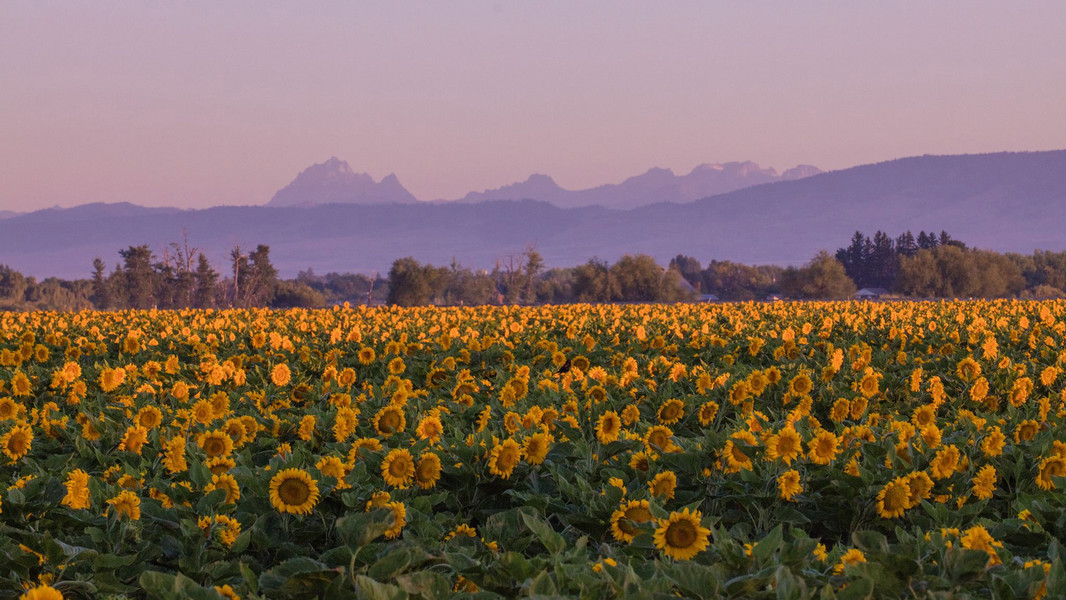Enticing photo of a sunflower field.