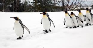 penguins-walking-snow.jpg