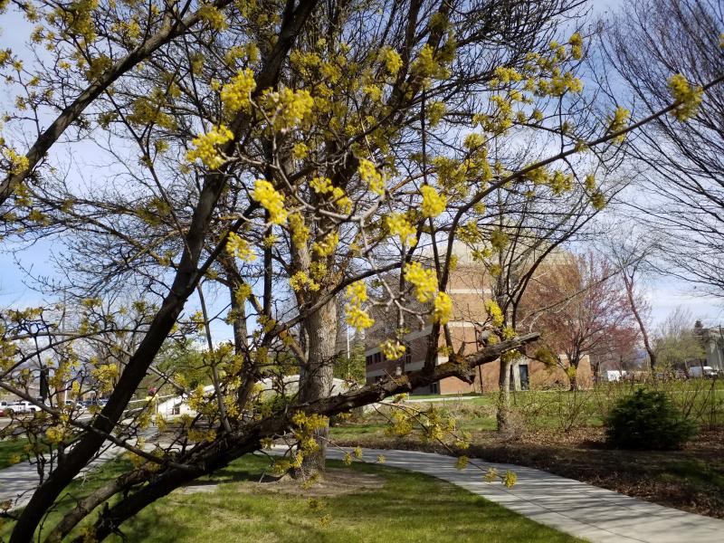 Tiny yellow blooms puff out along a leafless which hazel tree that stands within the Mayberry Arboretum on CWU's Ellensburg Campus.  In the background is Farrell Hall.