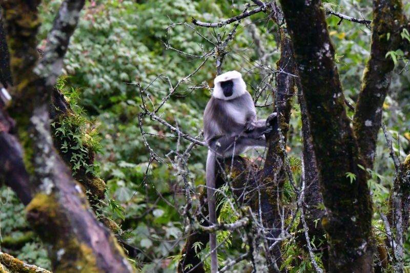 picture of a monkey for bhutan research