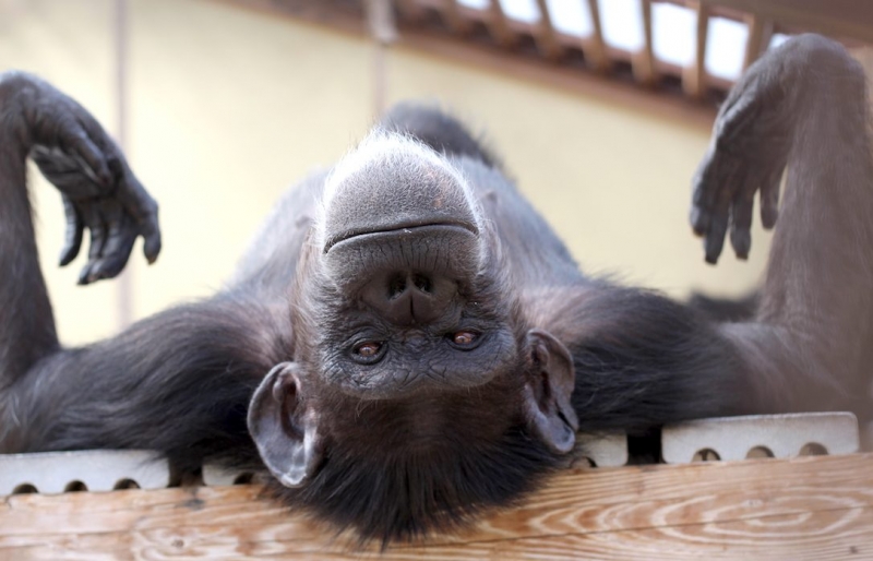 picture of a chimpanzee for csnw