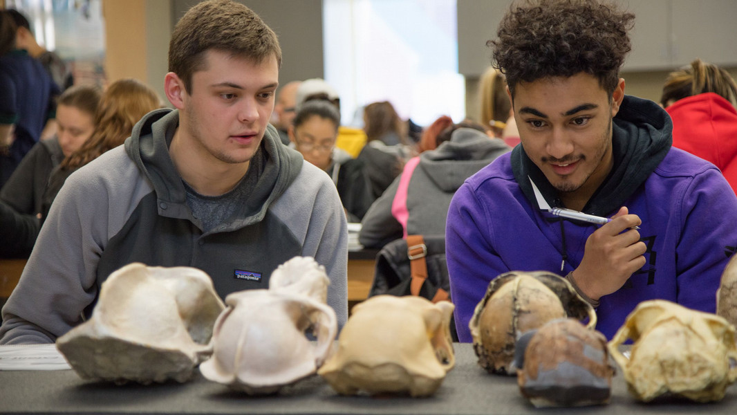 Two students take a look at the different skulls of primates.