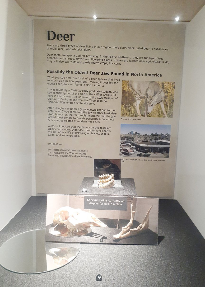 One of the oldest deer jaws in North America is on display