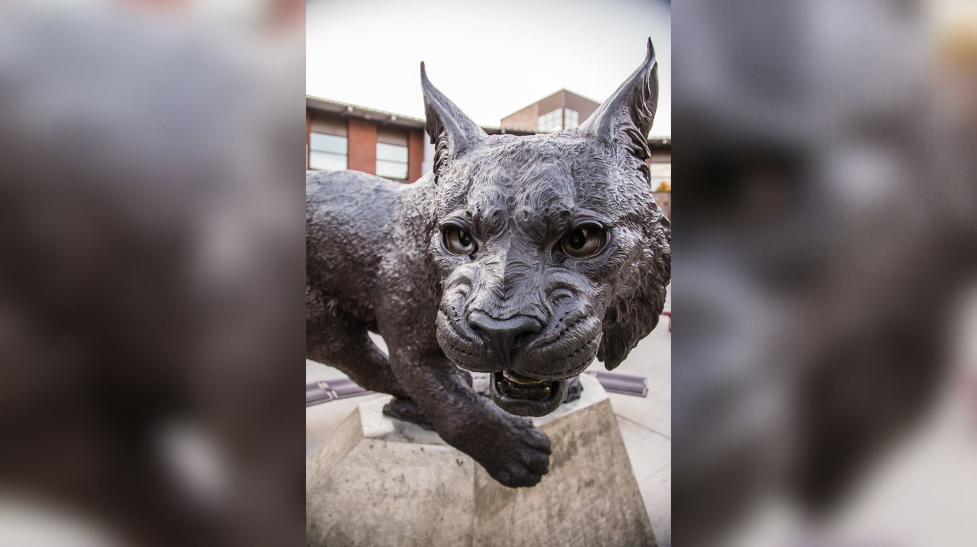 A photo of the Wildcat statue in front of the SURC