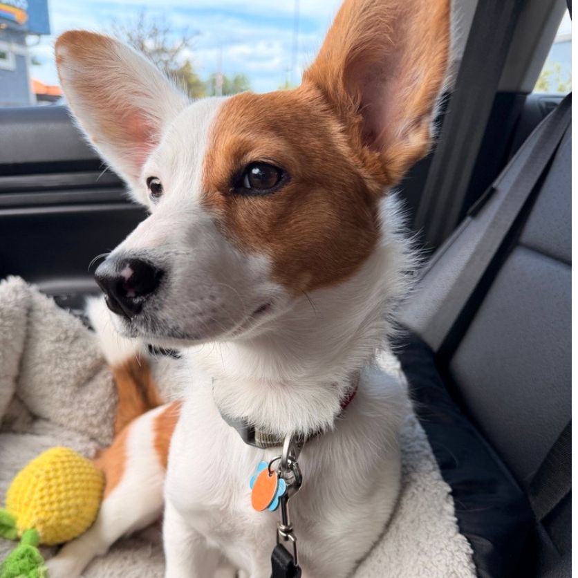 Felix the Dog looking incredibly cute.