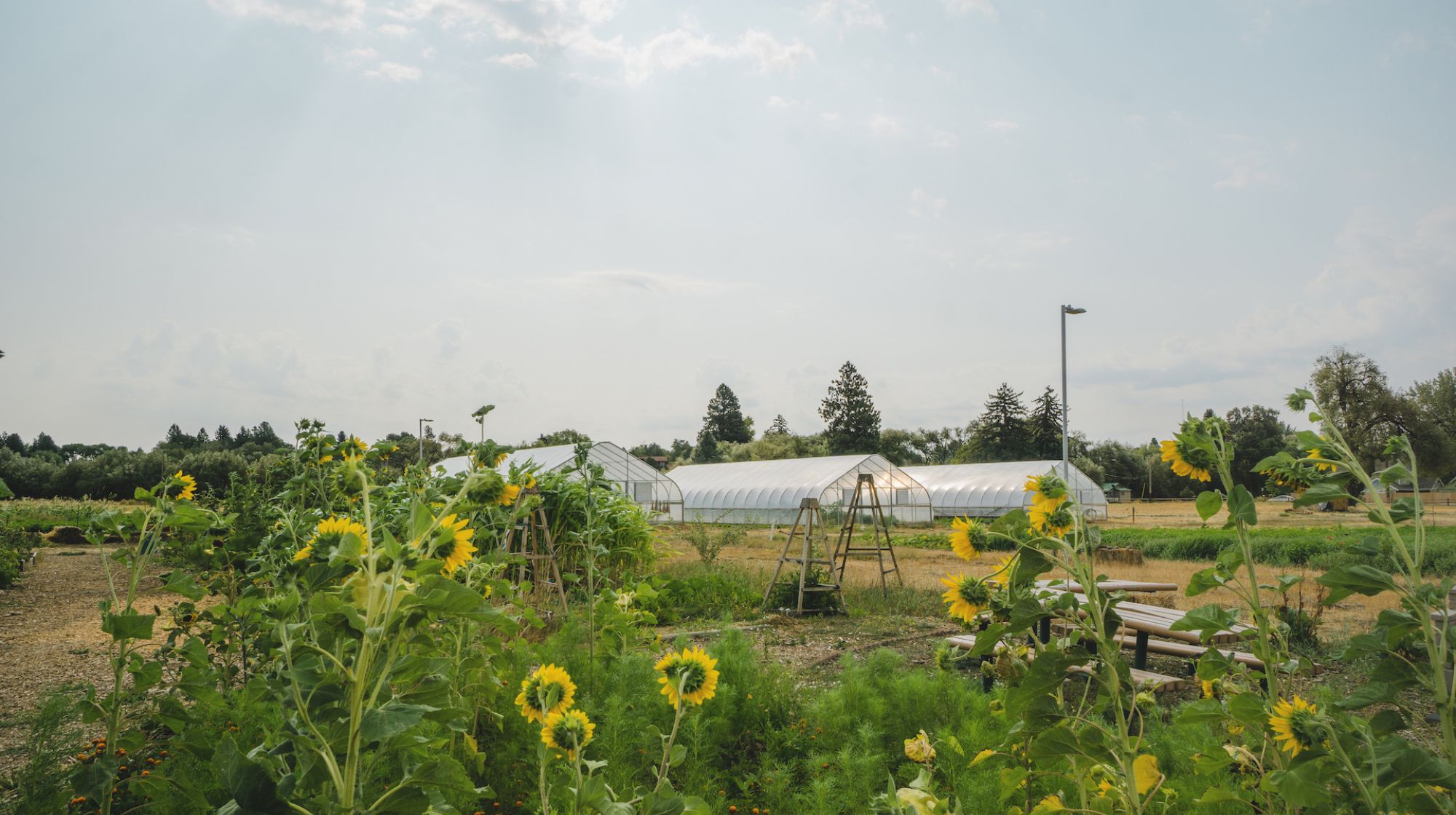 The Wildcat Neighborhood Farm is one of many initiatives driving CWU's commitment to sustainability.