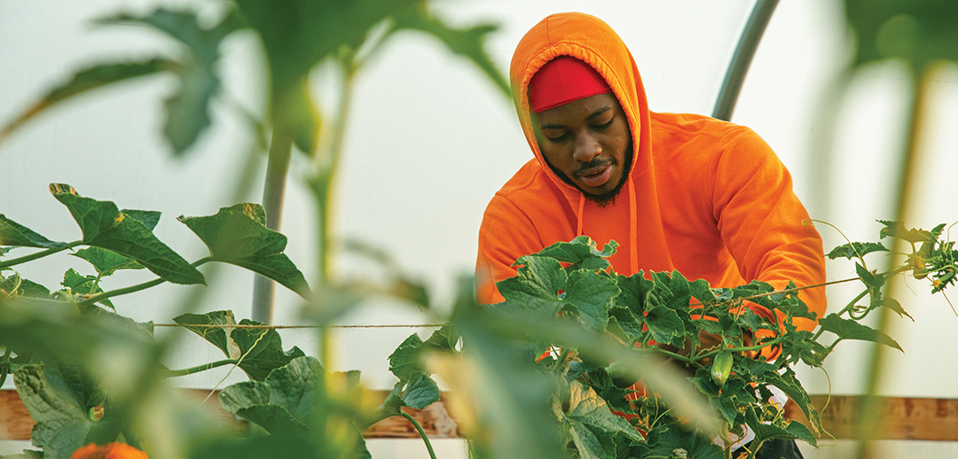 Anderson Nsabanga, a student assistant with the Wildcat Neighborhood Farm, harvests cucumbers in one of the three high-tunnel greenhouses on Alder Street.