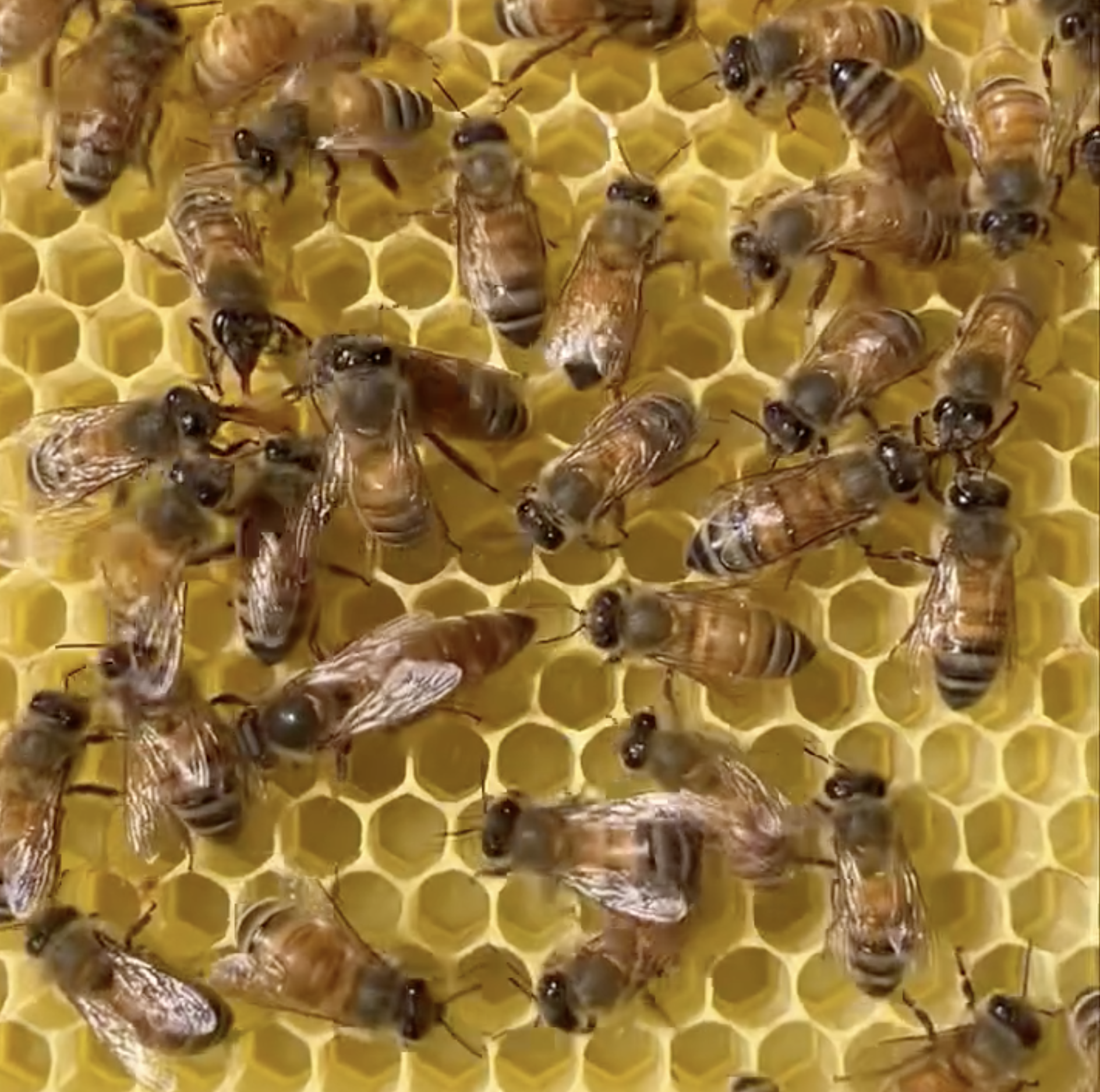 Honeybees in a hive