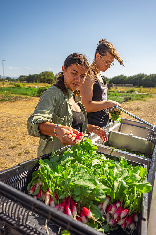 Student employees work at The Wildcat Farm