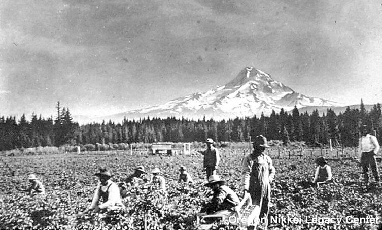 Japanese immigrants work in the fields at the base of Mount Hood in Oregon.