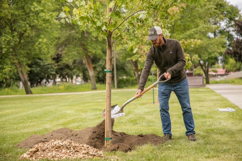 CWU Grounds Supervisor Blair McNeillie planting a new red Maple south of Brooks Library.