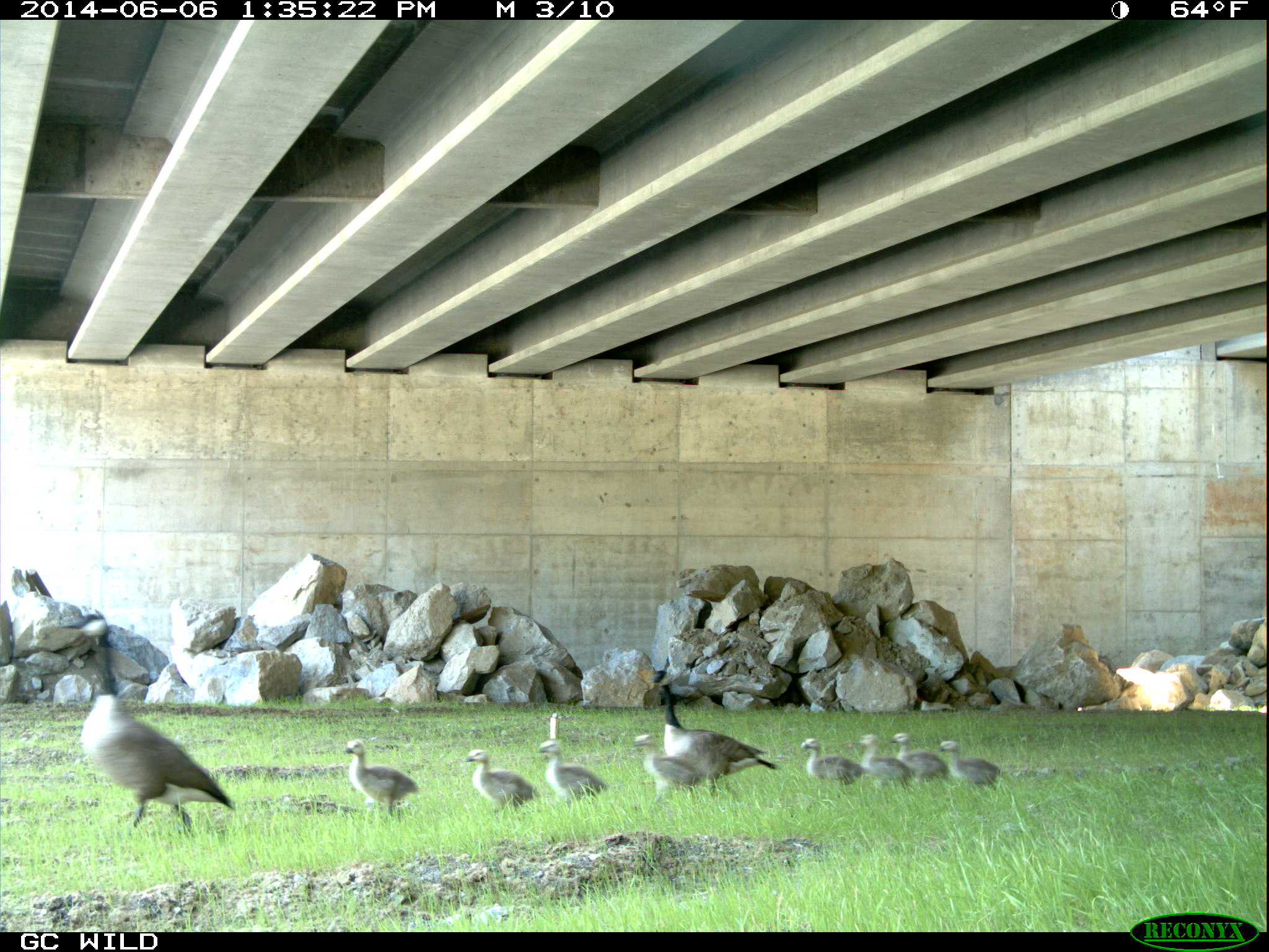 A family of geese caught on camera