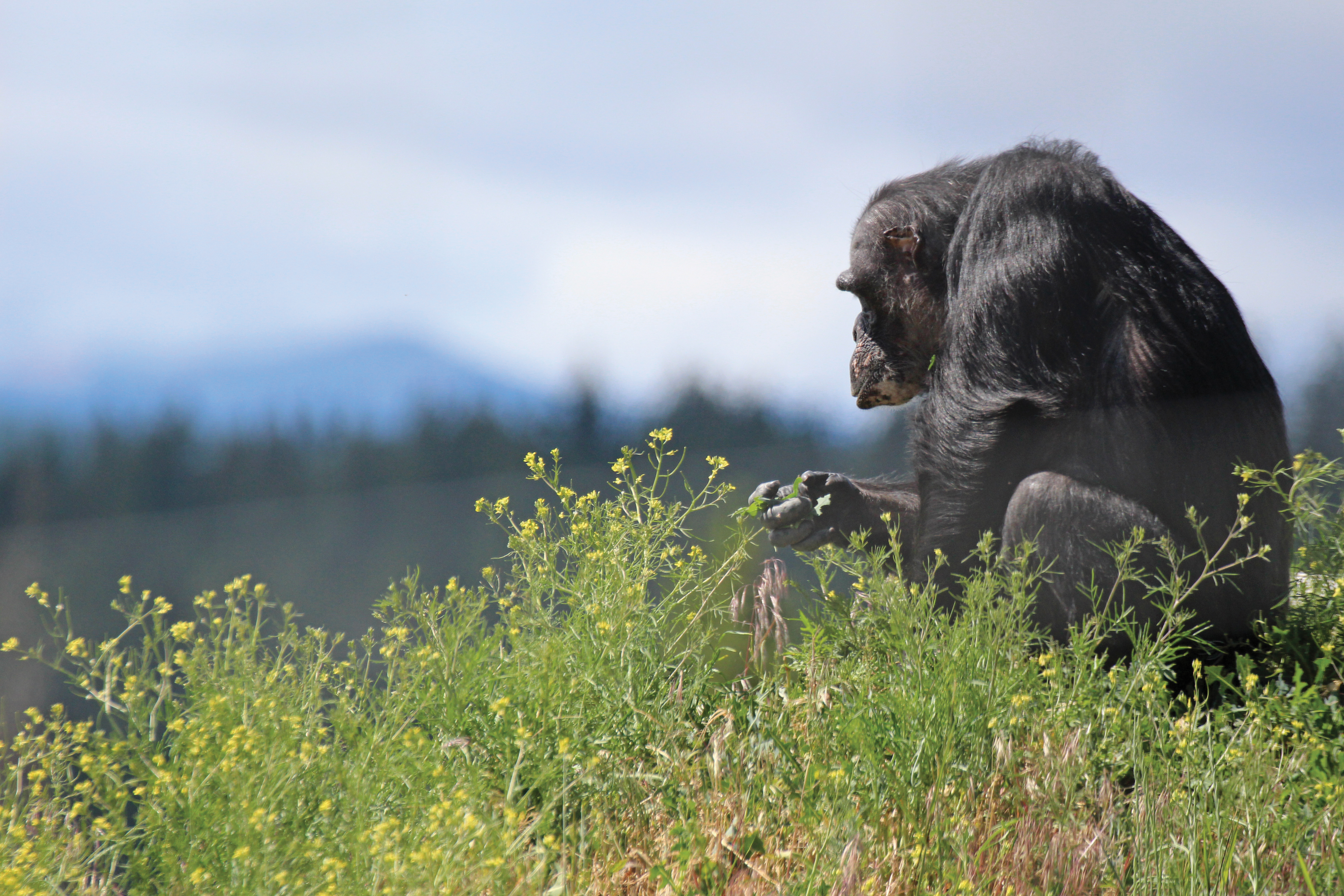 Photo of Negra the Chimp at Chimpanzee Sanctuary Northwest