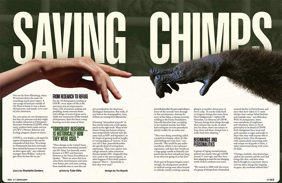 The layout of the Saving Chimps news story