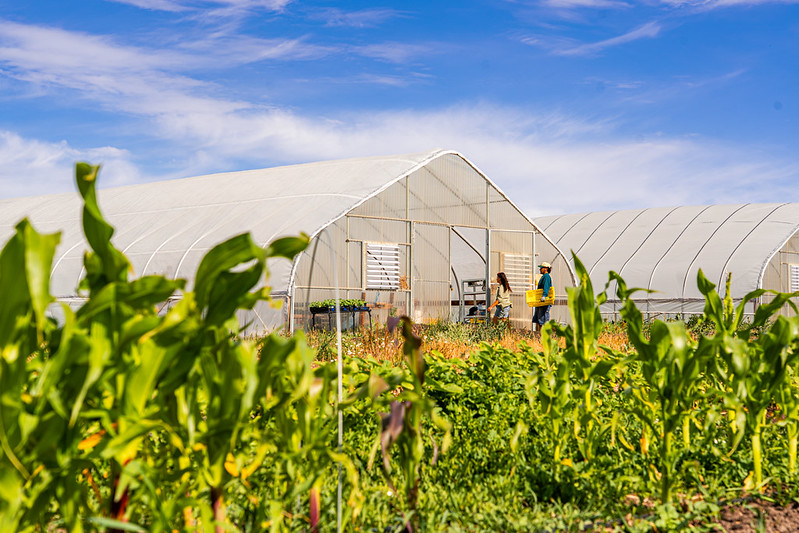 One of the high tunnels at the Farm surrounded by crops