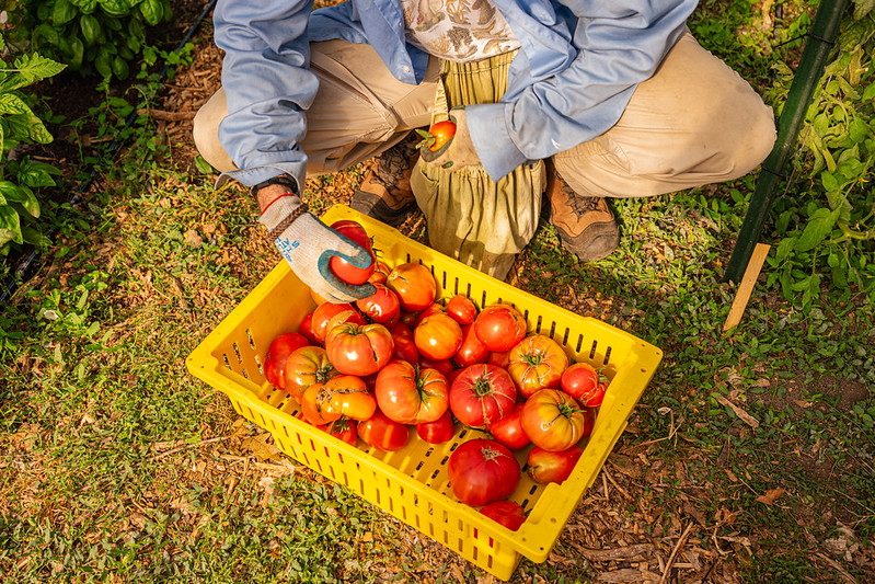Fresh tomatoes at The Farm