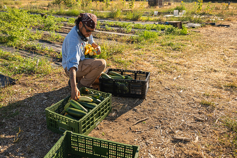 Deante Barry picks produce at The Farm