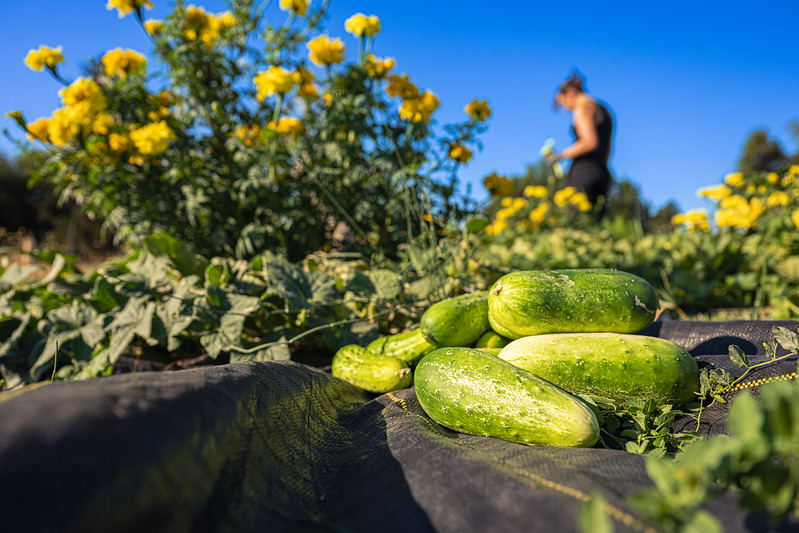 Cucumbers at the Farm