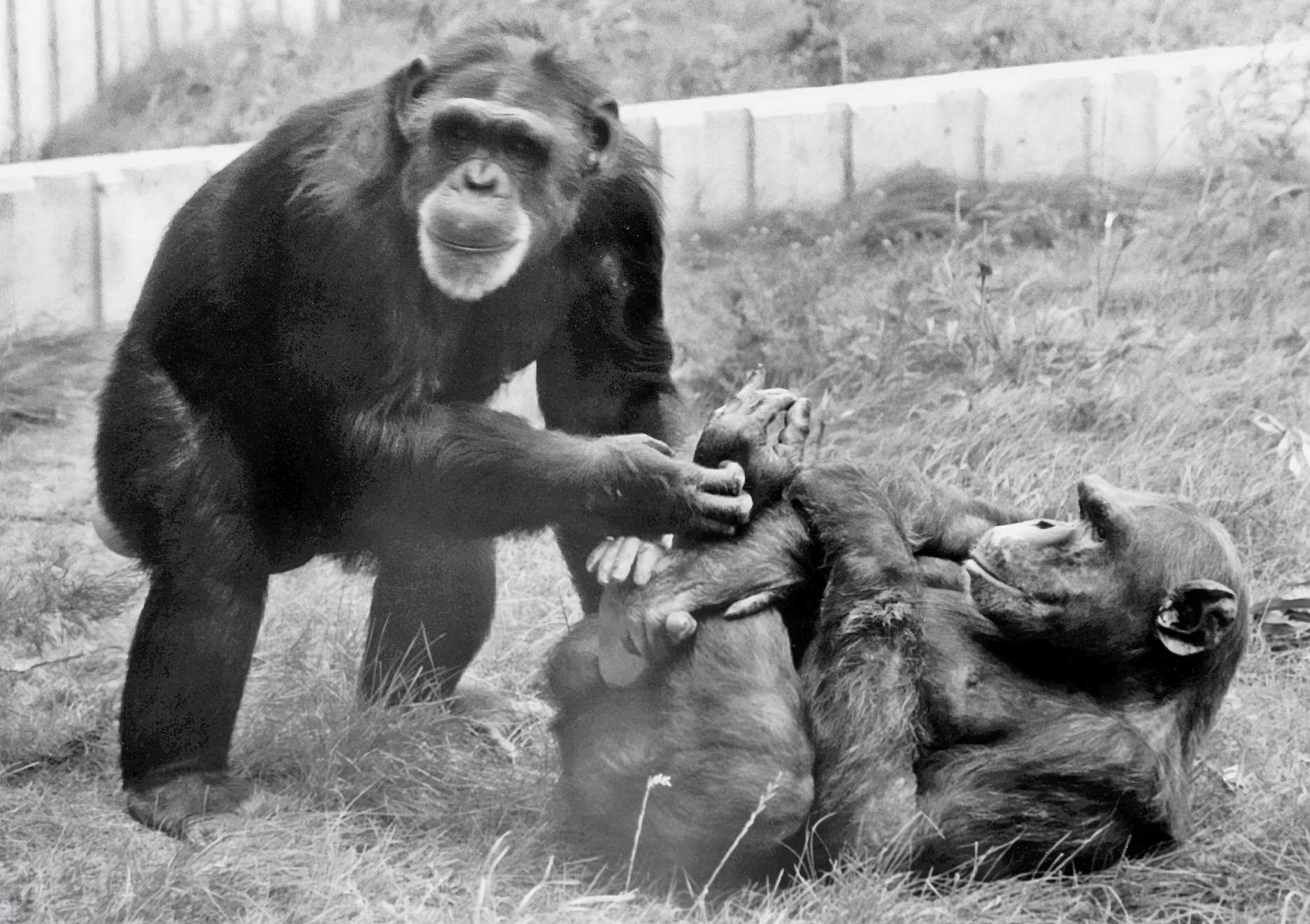 Washoe plays with Dar at the CHCI on the CWU campus