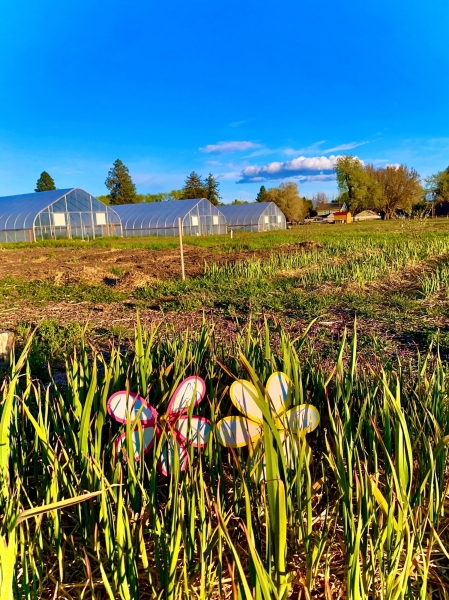 The CWU Wildcat Neighborhood Farm provides food for Dining Services and is open to the community.