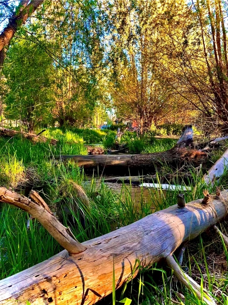 Wilson Creek, a tributary of the Yakima River, runs through a portion of CWU's campus.