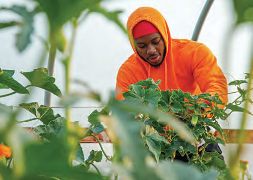 Student harvesting a plant
