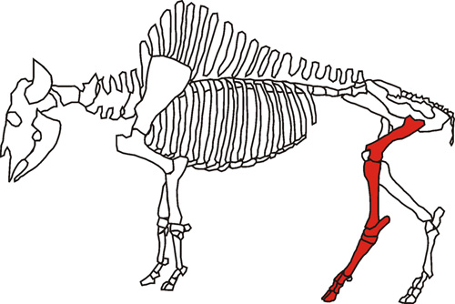 Bison Skeleton