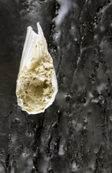 tear drop shaped whiteish object in front of a black and white background. 