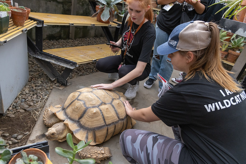 Two students in black CWU Wildcat t-shirts kneel and pet Snorkel, the CWU Biology Greenhouse's resident tortoise.