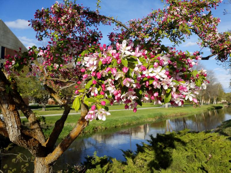 Bright pink and white crabapple blossoms are in full bloom on a tree in the Mayberry Arboretum.  The Ellensburg Water Company Canal is the stream running through the background.