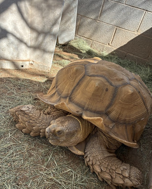 Snorkel the tortoise rests in shade