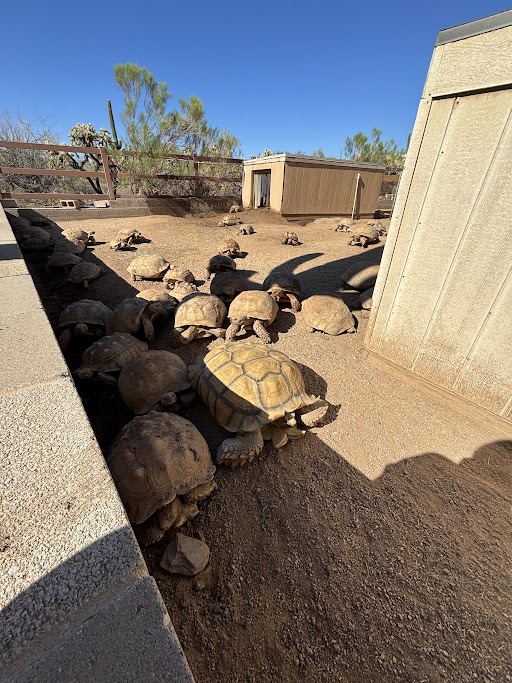 Snorkel at his new home in Arizona.