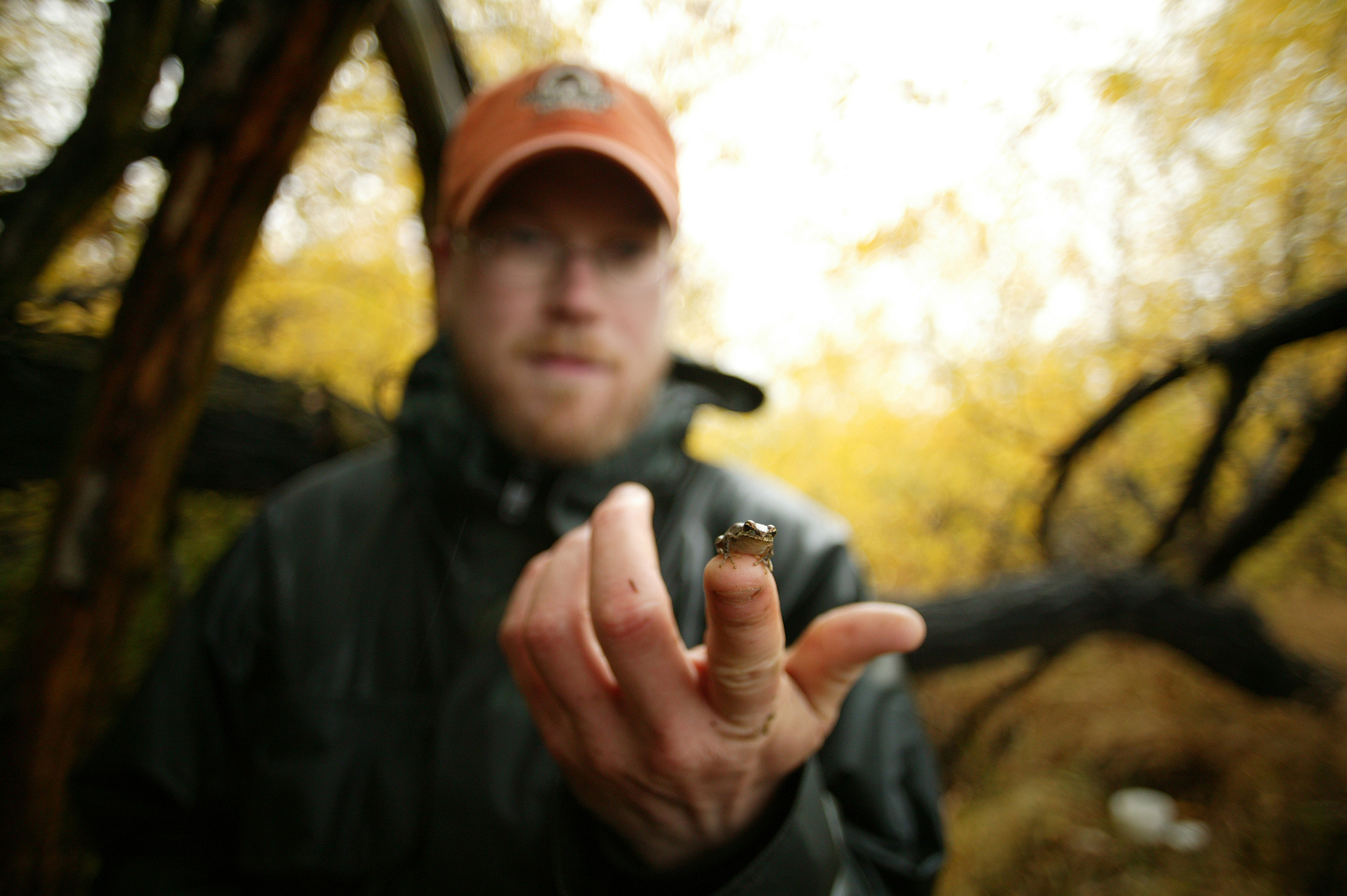 A man in an orange hat stands in a wooded area.  His hand is in the foreground, and the rest of him is blurred, and there is a tiny, green frog, on his fingertip. 