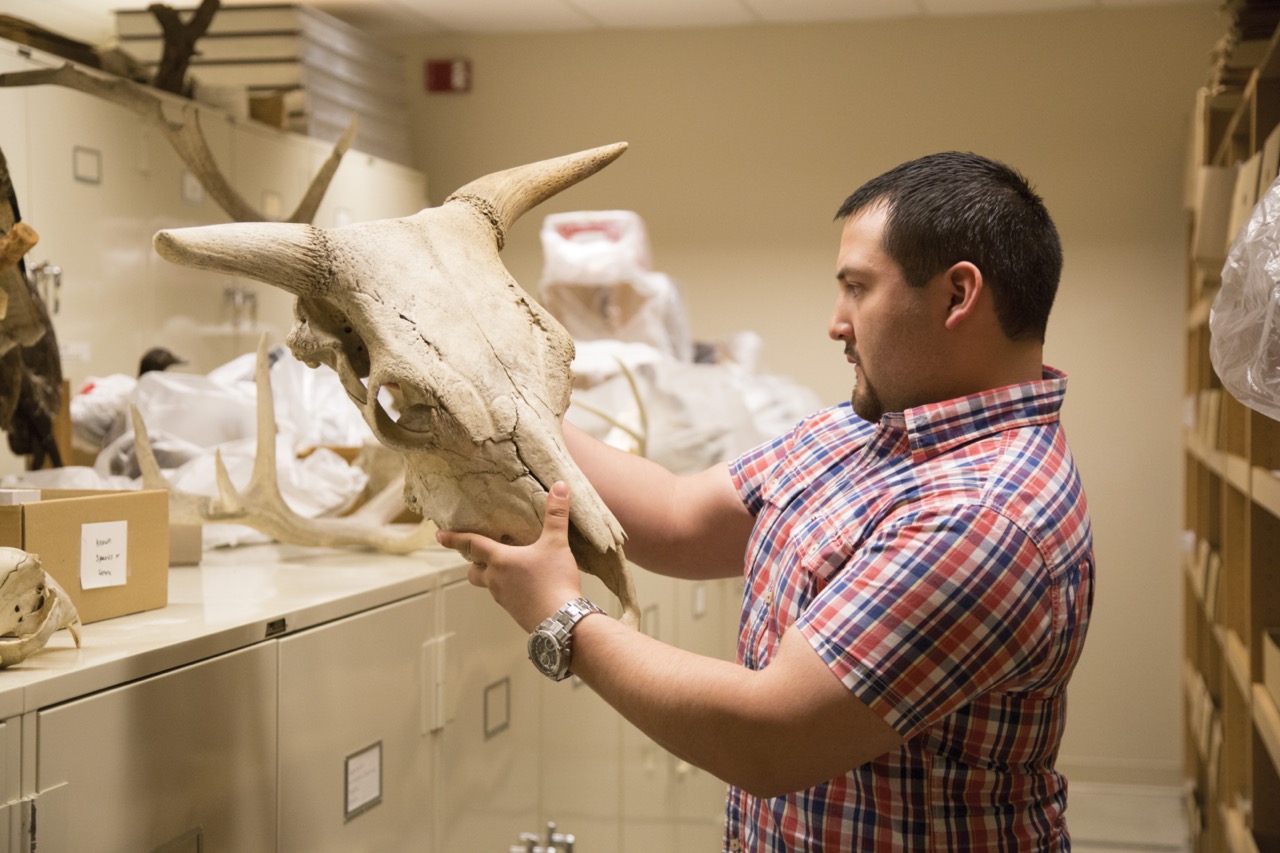 CWU student lifting a large bovine skull.