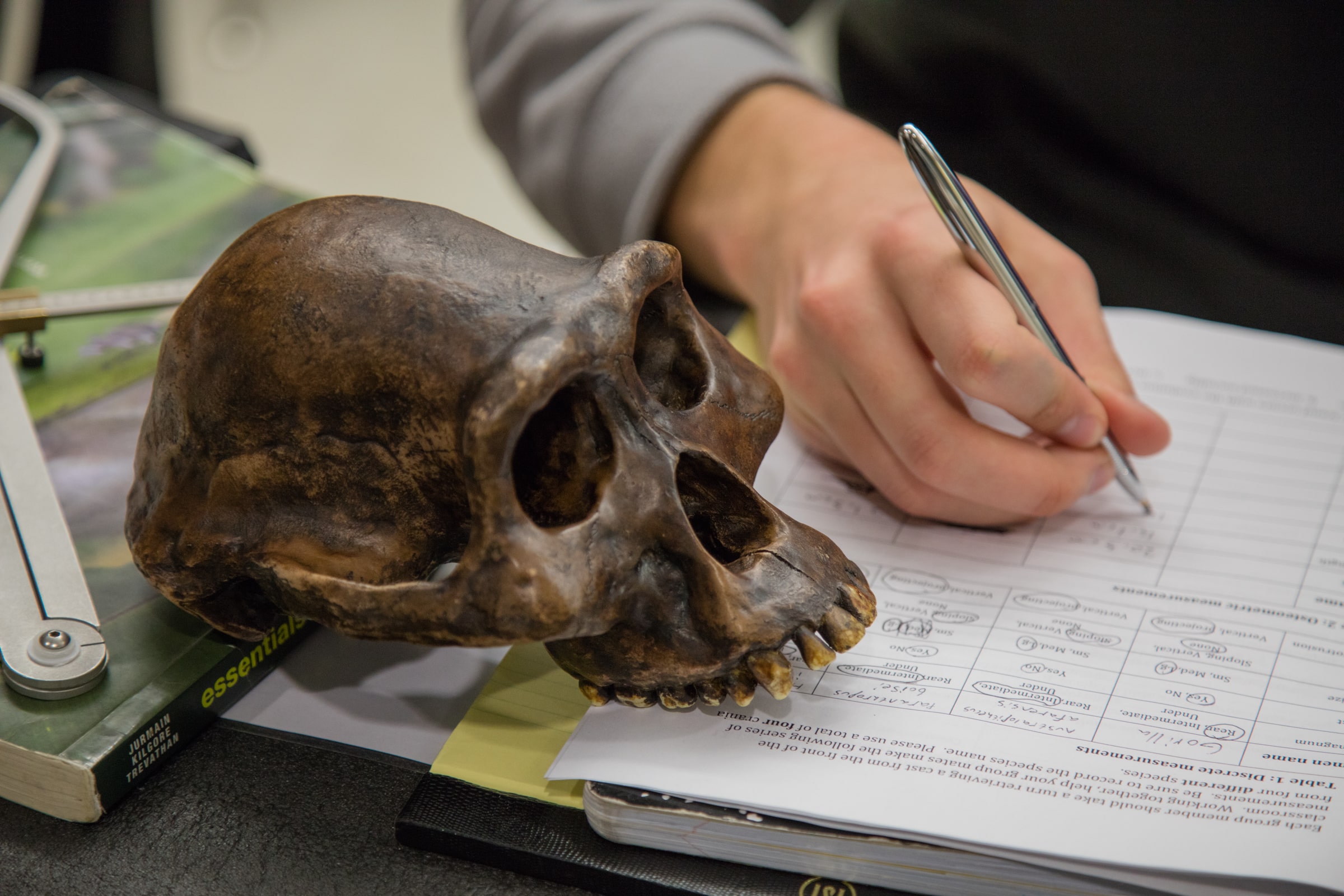 primate skull on table with someone taking notes on its attributes