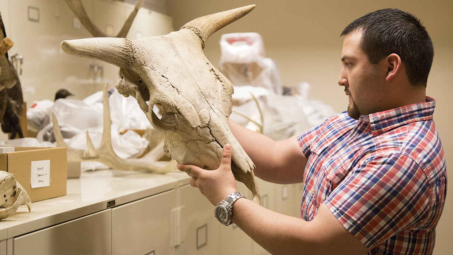 Student holding up a cow skull in the museum archives
