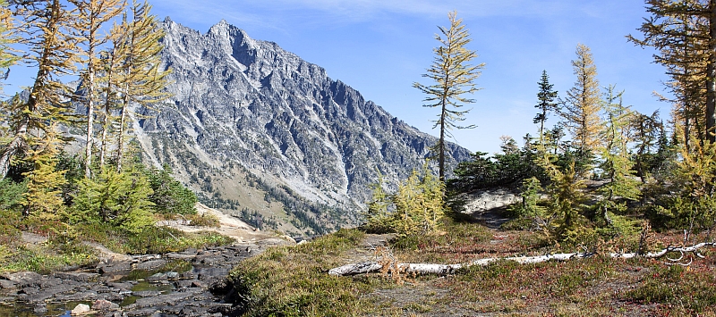 Larch and jagged Mount Stuart in background