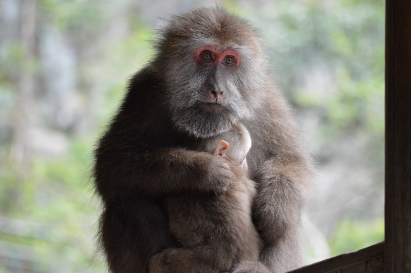 Tibetan macaque facing the camera while hugging a juvenile macaque with greenery in the background.