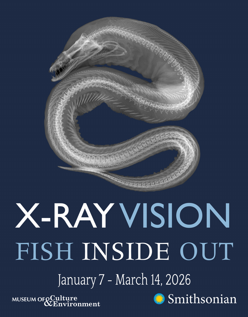 Viper Moray Moray eels are legendary predators on coral reefs. Note the second set of jaws in the “throat”; these are the gill arches, which are present in all fish. Gill arches support the gills, the major respiratory organ of fish.  Radiograph by Sandra J. Raredon, Division of Fishes, National Museum of Natural History, Smithsonian Institution