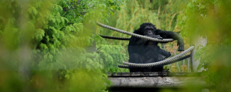 picture of a monkey for fauna foundation research