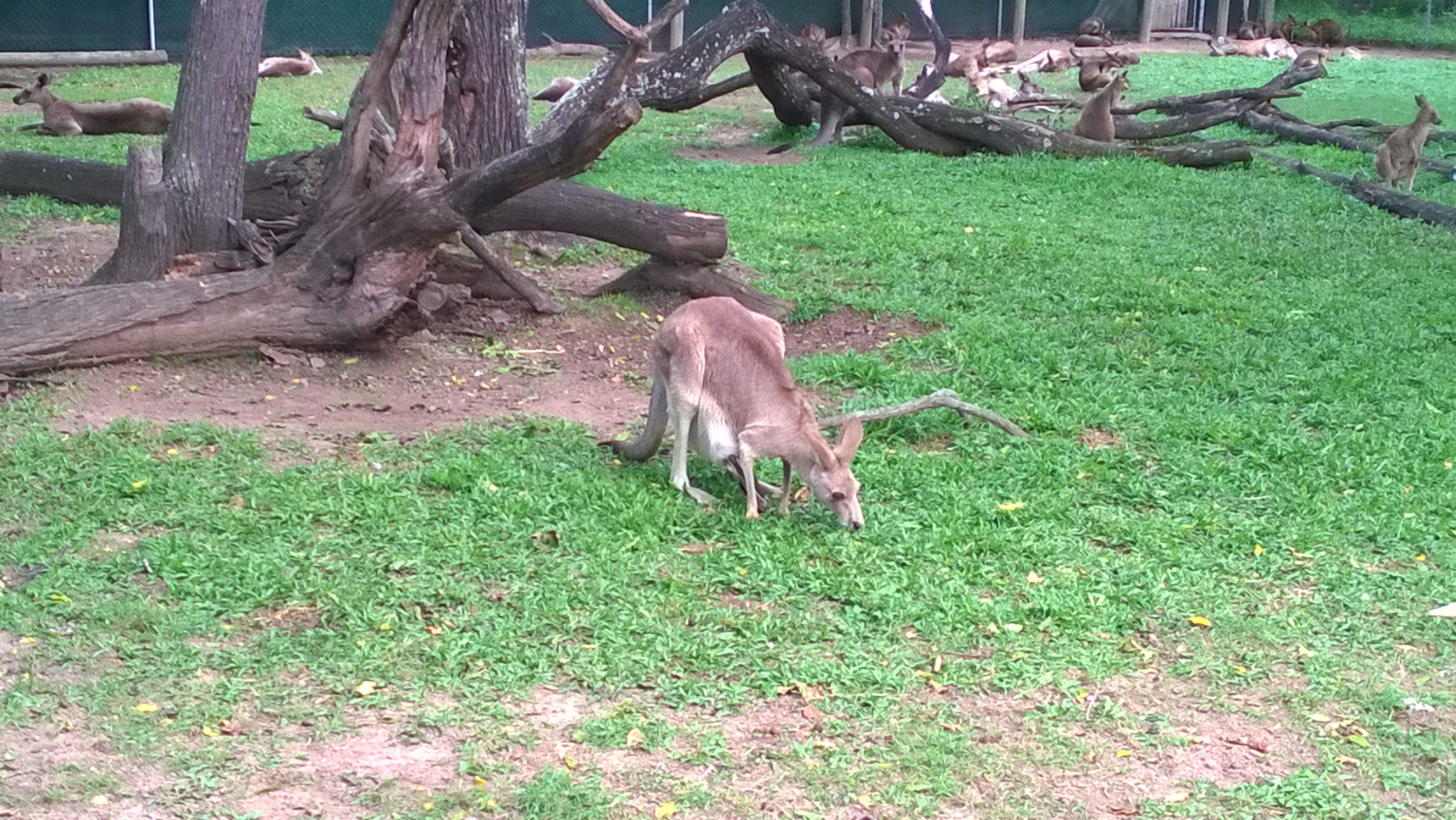 Kangaroo at Lone Pine