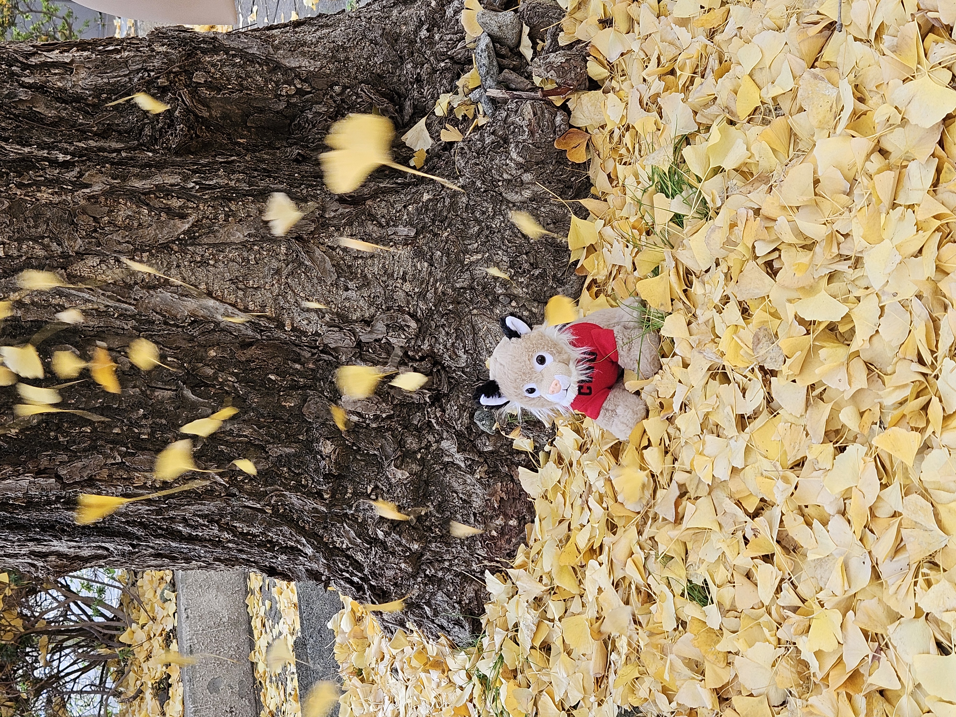 Wellington in Falling Leaves at Hitotsubashi Student Residence