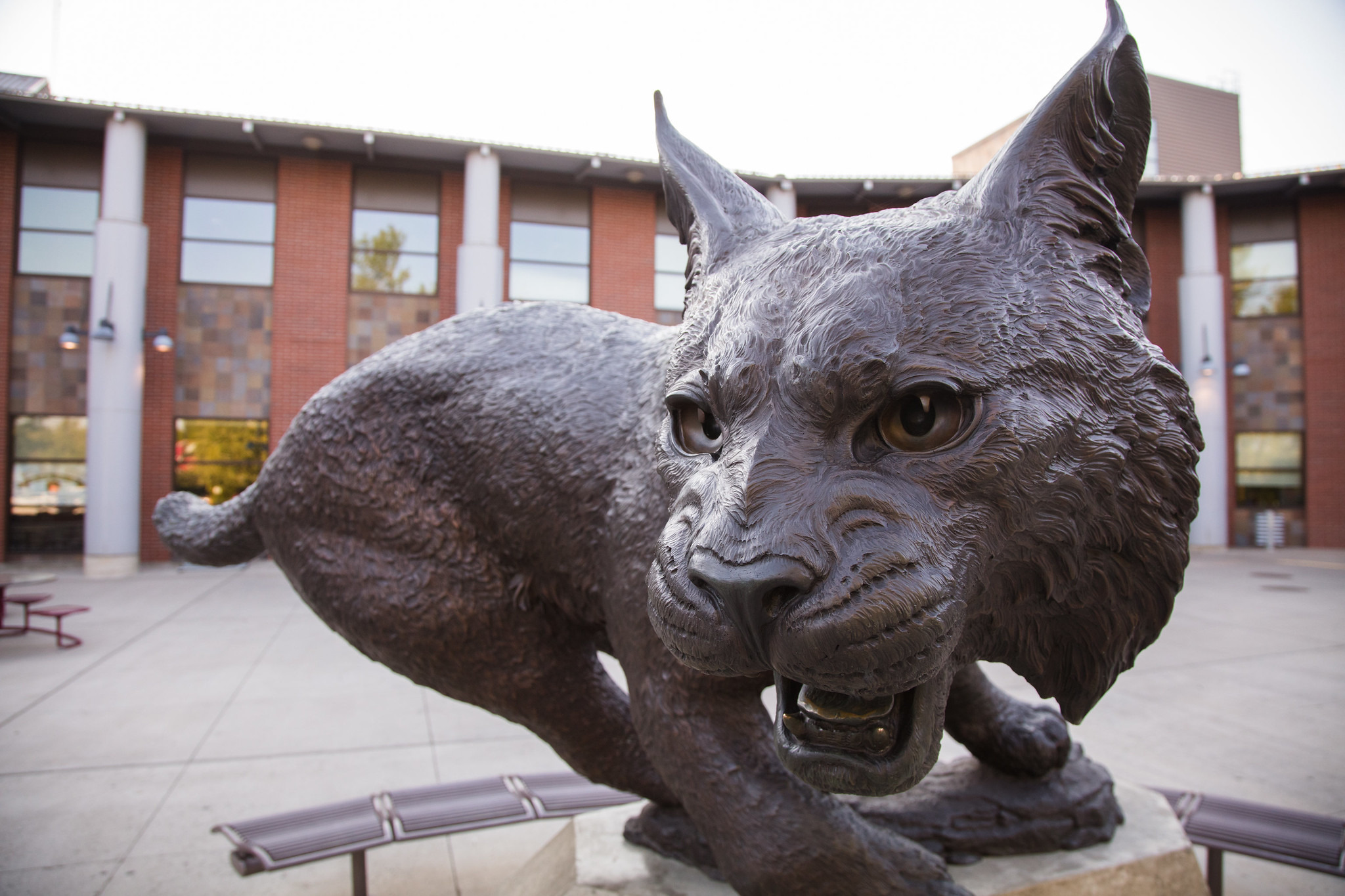 The Wildcat Statue at the SURC