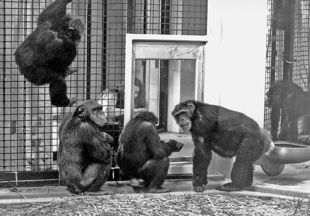 A photo of Washoe the chimpanzee and her family at the CHCI.