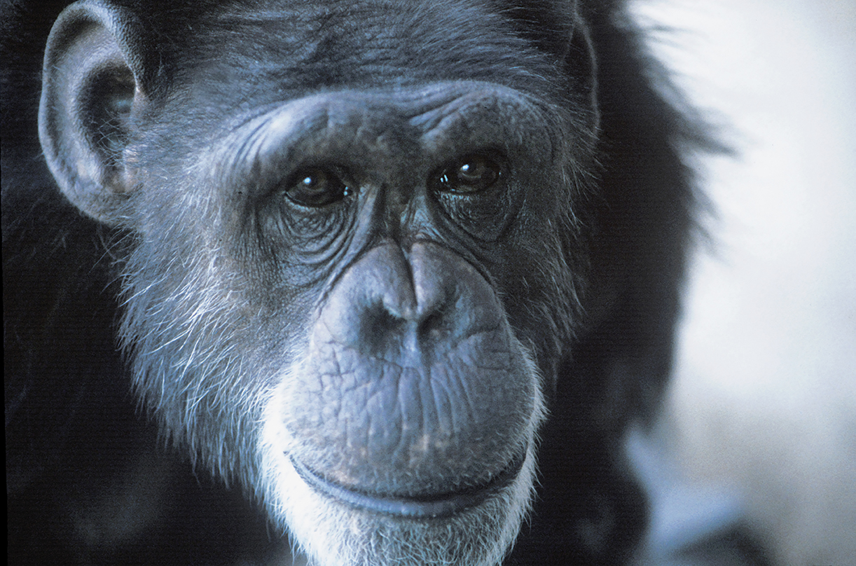 A photo of Washoe, the chimpanzee that helped kickstart the CWU Primate Behavior program.