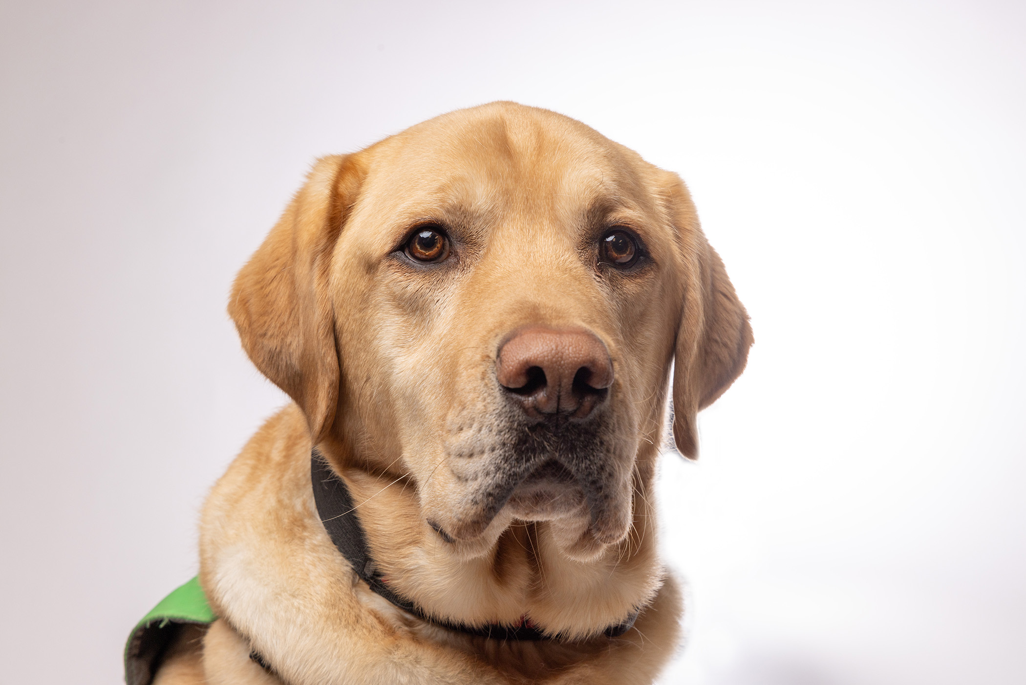 CWU facility dog posing for a photo